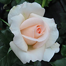Rose At Peace (Apricot) 4L pot NGW