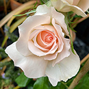Rose Michelle's Rose 4L Pot NGW