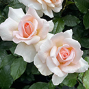 Rose Michelle's Rose 4L Pot NGW
