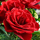 Rose Happy Birthday Red 4L pot NGW