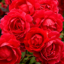 Rose Happy Birthday Red 4L pot NGW