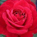 Rose To My Wonderful Husband 4L pot NGW