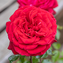 Rose Kevin's Rose 4L pot NGW