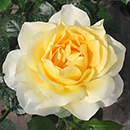 Rose Julie's Rose 4L pot NGW