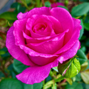 Rose Kirsty's Rose 4L pot NGW