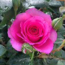 Rose Kirsty's Rose 4L pot NGW