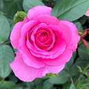 Rose Kirsty's Rose 4L pot NGW