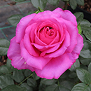 Rose Kirsty's Rose 4L pot NGW