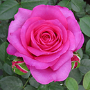 Rose Claire Marshall 4L pot NGW