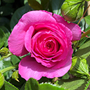 Rose Claire Marshall 4L pot NGW