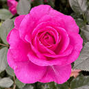 Rose Claire Marshall 4L pot NGW