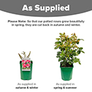 Rose Claire Marshall 4L pot NGW