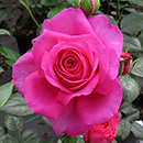 Rose Donna's Rose 4L Pot NGW