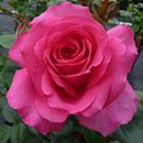 Rose Kelly's Rose 4L Pot NGW