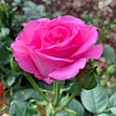 Rose Kelly's Rose 4L Pot NGW