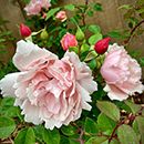 Rose Climbing Albertine 4L pot NGW