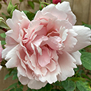 Rose Climbing Albertine 4L pot NGW
