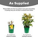 Rose Climbing Arthur Bell 4L pot NGW