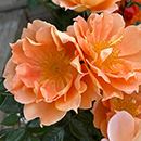 Rose Climbing Bridge of Sighs 4L pot NGW