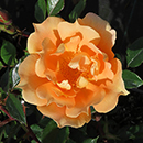 Rose Climbing Bridge of Sighs 4L pot NGW