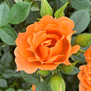 Rose Climbing Bridge of Sighs 4L pot NGW