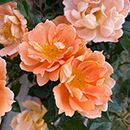 Rose Climbing Bridge of Sighs 4L pot NGW