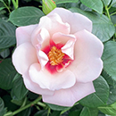 Rose Climbing Chawton Cottage 4L pot C NGW