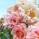 Rose Climbing Compassion 4L Pot NGW