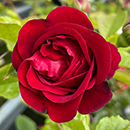 Rose Climbing Cumberland 4L Pot NGW