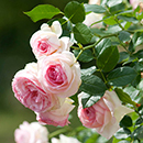 Rose Climbing Eden 88 4L pot NGW
