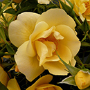 Rose Climbing Gardener's Gold 4L pot NGW