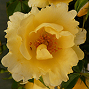 Rose Noah's rose 4L Pot NGW