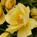 Rose Noah's rose 4L Pot NGW