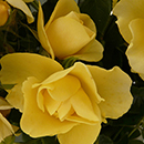 Rose Noah's rose 4L Pot NGW