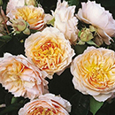 Rose Climbing Ginger Syllabub 4L pot NGW