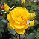Rose Climbing Golden Perfume 4L pot NGW