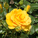 Rose Climbing Golden Perfume 4L pot NGW