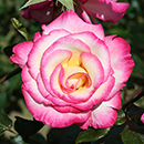 Rose Climbing Handel 4L pot NGW