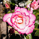 Rose Climbing Handel 4L pot NGW