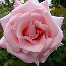 Rose Climbing High Hopes 4L pot NGW