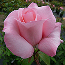 Rose Amelia's Rose 4L Pot NGW