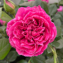 Rose Climbing Highclere Castle 4L pot NGW