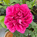 Rose Climbing Highclere Castle 4L pot NGW