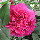 Rose Climbing Highclere Castle 4L pot NGW
