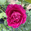 Rose Climbing Highclere Castle 4L pot NGW