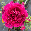 Rose Climbing Highclere Castle 4L pot NGW