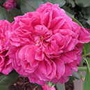 Rose Harkness Heritage 4L Pot NGW