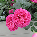 Rose Harkness Heritage 4L Pot NGW