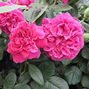 Rose Harkness Heritage 4L Pot NGW