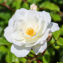 Rose Climbing Iceberg 4L pot NGW